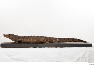 Crocodile  2 whole body 0004.jpg